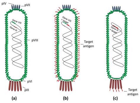 phage display wikipedia